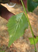 summer photograph Zachte_berk__Betula_pubescens__Downy_birchimg_3714.jpg