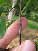 summer photograph Zachte_berk__Betula_pubescens__Downy_birchimg_3716.jpg