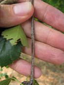 summer photograph Zachte_berk__Betula_pubescens__Downy_birchimg_3717.jpg