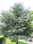 summer photograph Atlasceder__Cedrus_atlantica__Atlas_cedarimg_6633.jpg