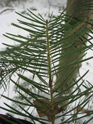 summer photograph Colorado_zilverspar__Abies_concolor__White_firimg_3850.jpg