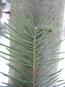 summer photograph Colorado_zilverspar__Abies_concolor__White_firimg_3851.jpg