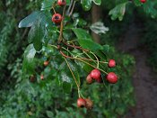 summer photograph EenstijligeTweestijlige_Meidoorn__Crataegus_leavigatamonogyna__OneseedTwoseed_hawthornimg_6559vrucht.jpg