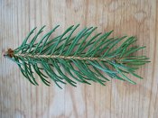 summer photograph Fijnspar__Picea_abies__Norway_spruceimg_1827.jpg