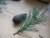 summer photograph Grove_den__Pinus_sylvestris__Scots_pineimg_1519.jpg