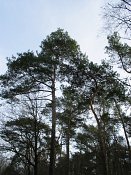 summer photograph Grove_den__Pinus_sylvestris__Scots_pineimg_1654.jpg