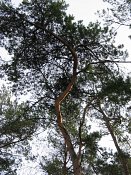 summer photograph Grove_den__Pinus_sylvestris__Scots_pineimg_1655.jpg