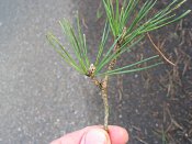 summer photograph Grove_den__Pinus_sylvestris__Scots_pineimg_1656.jpg