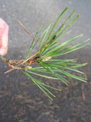 summer photograph Grove_den__Pinus_sylvestris__Scots_pineimg_1658.jpg