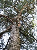 summer photograph Grove_den__Pinus_sylvestris__Scots_pineimg_1662.jpg