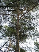 summer photograph Grove_den__Pinus_sylvestris__Scots_pineimg_1664.jpg