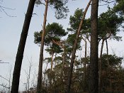 summer photograph Grove_den__Pinus_sylvestris__Scots_pineimg_1691.jpg