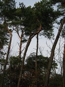 summer photograph Grove_den__Pinus_sylvestris__Scots_pineimg_1692.jpg