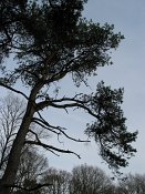 summer photograph Grove_den__Pinus_sylvestris__Scots_pineimg_1761.jpg