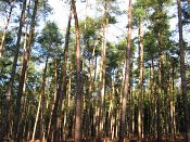 summer photograph Grove_den__Pinus_sylvestris__Scots_pineimg_2464.jpg