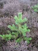 summer photograph Grove_den__Pinus_sylvestris__Scots_pineimg_2982.jpg