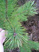 summer photograph Grove_den__Pinus_sylvestris__Scots_pineimg_2984.jpg