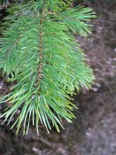 summer photograph Grove_den__Pinus_sylvestris__Scots_pineimg_2985.jpg