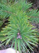 summer photograph Grove_den__Pinus_sylvestris__Scots_pineimg_2986.jpg