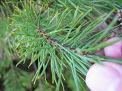 summer photograph Grove_den__Pinus_sylvestris__Scots_pineimg_2987.jpg