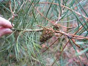 summer photograph Grove_den__Pinus_sylvestris__Scots_pineimg_2991.jpg