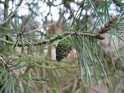 summer photograph Grove_den__Pinus_sylvestris__Scots_pineimg_2992vrucht.jpg