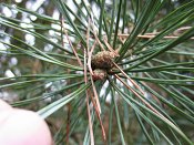 summer photograph Grove_den__Pinus_sylvestris__Scots_pineimg_2993.jpg