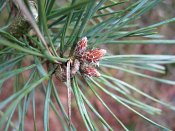 summer photograph Grove_den__Pinus_sylvestris__Scots_pineimg_2994knop.jpg