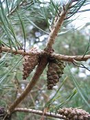 summer photograph Grove_den__Pinus_sylvestris__Scots_pineimg_3004vrucht.jpg