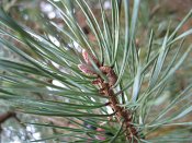 summer photograph Grove_den__Pinus_sylvestris__Scots_pineimg_3005.jpg