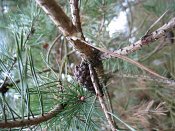 summer photograph Grove_den__Pinus_sylvestris__Scots_pineimg_3006.jpg