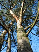 summer photograph Grove_den__Pinus_sylvestris__Scots_pineimg_3214.jpg