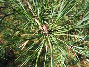 summer photograph Grove_den__Pinus_sylvestris__Scots_pineimg_3220.jpg