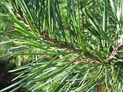 summer photograph Grove_den__Pinus_sylvestris__Scots_pineimg_3221.jpg