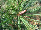 summer photograph Grove_den__Pinus_sylvestris__Scots_pineimg_3222knop.jpg