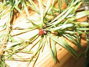 summer photograph Grove_den__Pinus_sylvestris__Scots_pineimg_3233.jpg