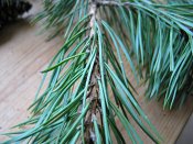 summer photograph Grove_den__Pinus_sylvestris__Scots_pineimg_3239.jpg