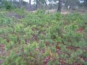 summer photograph Grove_den__Pinus_sylvestris__Scots_pineimg_3356.jpg