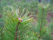 summer photograph Grove_den__Pinus_sylvestris__Scots_pineimg_3358.jpg