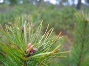 summer photograph Grove_den__Pinus_sylvestris__Scots_pineimg_3359.jpg