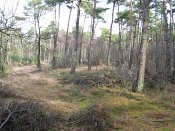 summer photograph Grove_den__Pinus_sylvestris__Scots_pineimg_3363.jpg