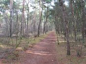 summer photograph Grove_den__Pinus_sylvestris__Scots_pineimg_3365.jpg