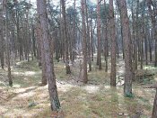 summer photograph Grove_den__Pinus_sylvestris__Scots_pineimg_3367.jpg