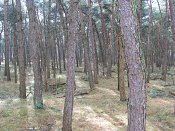 summer photograph Grove_den__Pinus_sylvestris__Scots_pineimg_3368.jpg