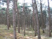 summer photograph Grove_den__Pinus_sylvestris__Scots_pineimg_3369.jpg