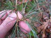 summer photograph Grove_den__Pinus_sylvestris__Scots_pineimg_4252.jpg