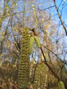 summer photograph Hazelaar__Corylus_avellana__European_filbertimg_2425.jpg