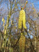 summer photograph Hazelaar__Corylus_avellana__European_filbertimg_2426bloem.jpg