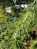 summer photograph Himalaya_ceder__Cedrus_deodara__Deodara_cedarimg_3535.jpg