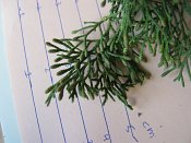 summer photograph Italiaanse_cypres__Cupressus_sempervirens__Italian_cypressimg_4108.jpg